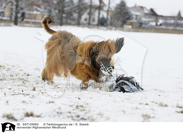 rennender Afghanischer Windhund / running sighthound / SST-05660