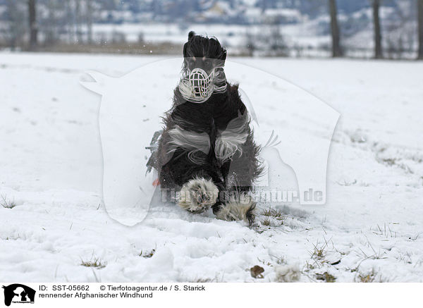 rennender Afghanischer Windhund / running sighthound / SST-05662