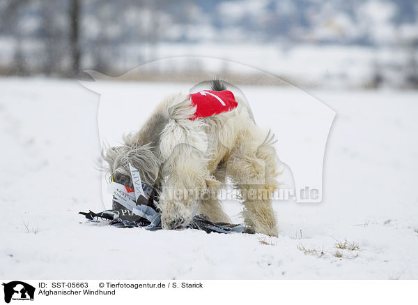 Afghanischer Windhund / SST-05663