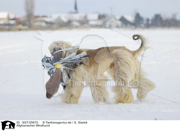 Afghanischer Windhund / sighthound / SST-05670