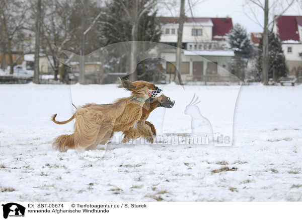rennende Afghanische Windhunde / running sighthounds / SST-05674