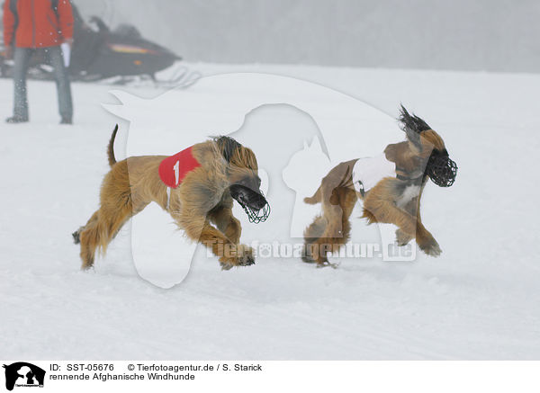 rennende Afghanische Windhunde / running sighthounds / SST-05676