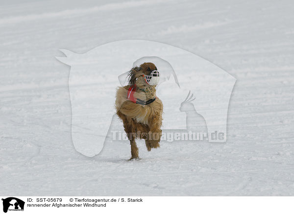 rennender Afghanischer Windhund / running sighthound / SST-05679