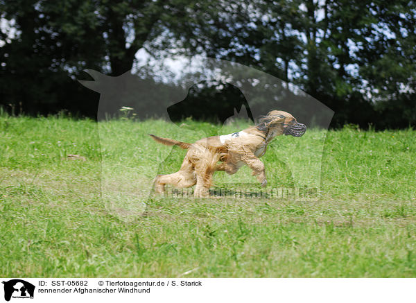 rennender Afghanischer Windhund / running sighthound / SST-05682