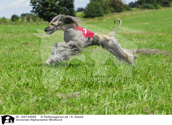 rennender Afghanischer Windhund / running sighthound / SST-05685