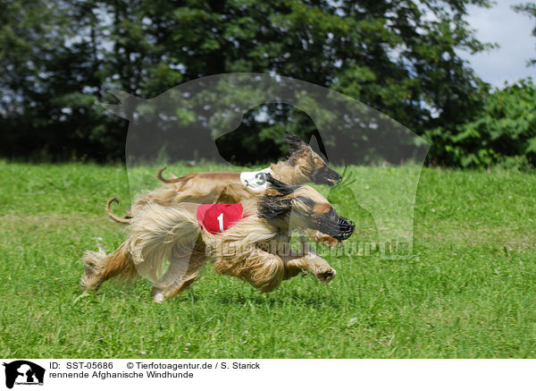 rennende Afghanische Windhunde / running sighthounds / SST-05686