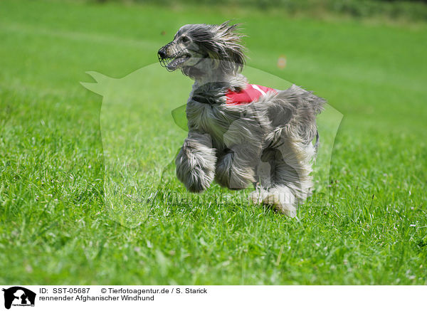 rennender Afghanischer Windhund / running sighthound / SST-05687