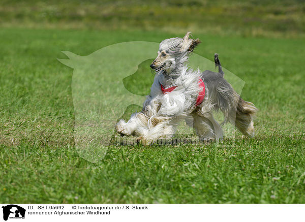 rennender Afghanischer Windhund / running sighthound / SST-05692