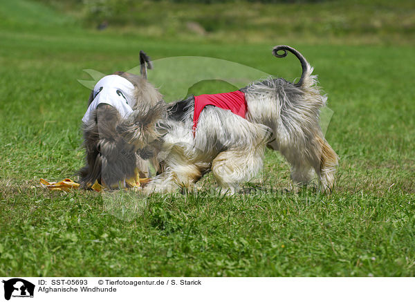 Afghanische Windhunde / sighthounds / SST-05693