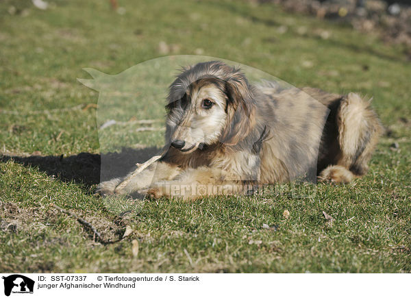 junger Afghanischer Windhund / SST-07337