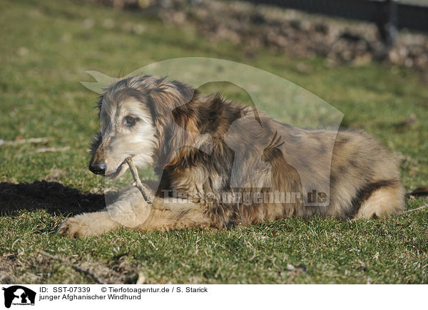 junger Afghanischer Windhund / young sighthound / SST-07339