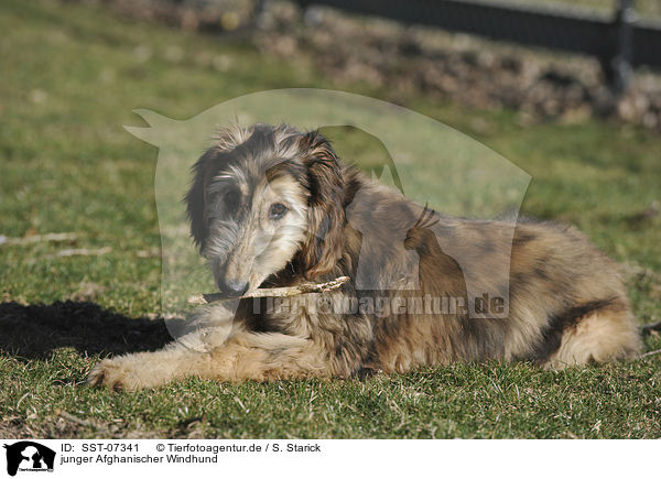 junger Afghanischer Windhund / SST-07341