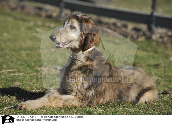 junger Afghanischer Windhund / SST-07343