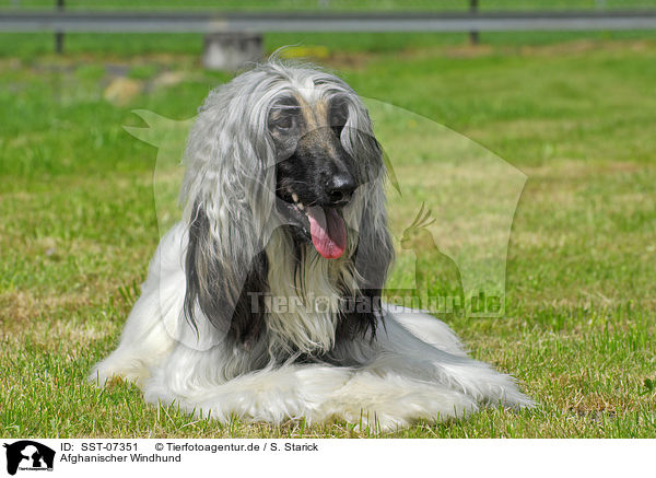 Afghanischer Windhund / SST-07351