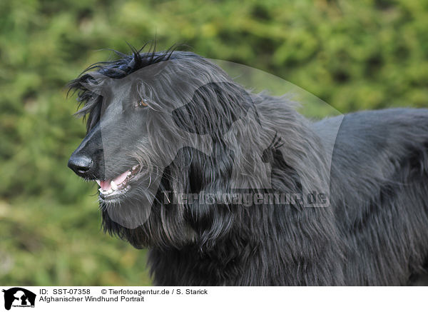 Afghanischer Windhund Portrait / SST-07358