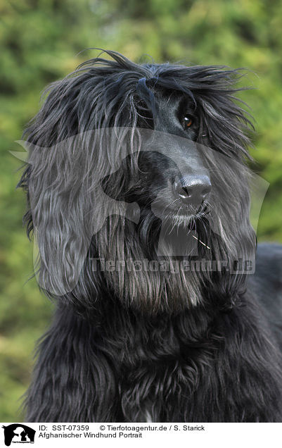 Afghanischer Windhund Portrait / SST-07359