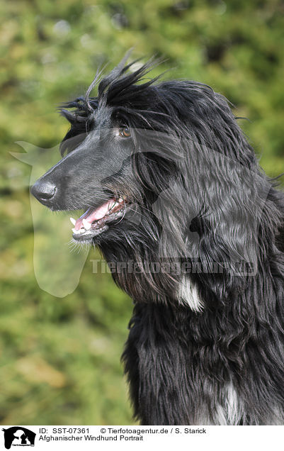 Afghanischer Windhund Portrait / SST-07361
