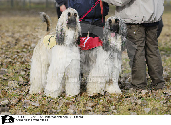 Afghanische Windhunde / SST-07368