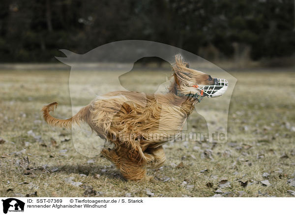 rennender Afghanischer Windhund / running sighthound / SST-07369