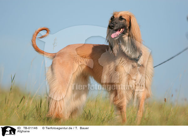 Afghane / TB-01146