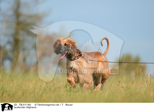 laufender Afghane / TB-01148