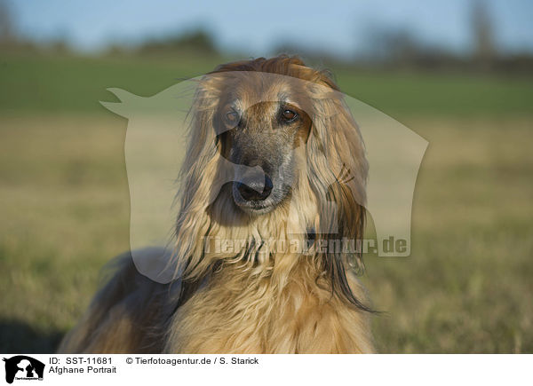 Afghane Portrait / SST-11681
