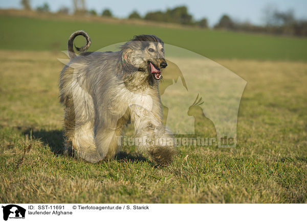 laufender Afghane / SST-11691
