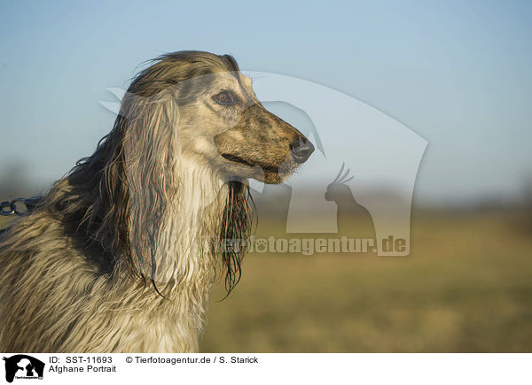 Afghane Portrait / SST-11693