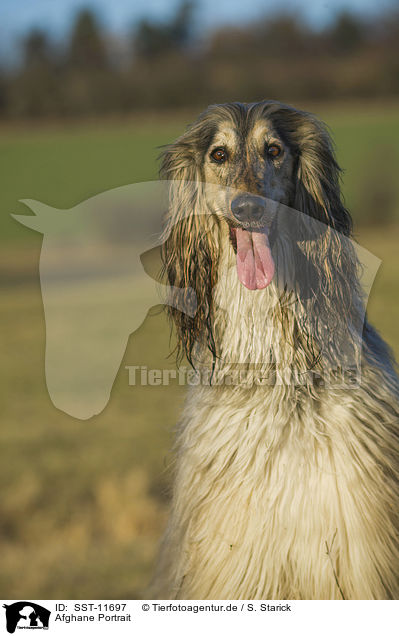 Afghane Portrait / SST-11697