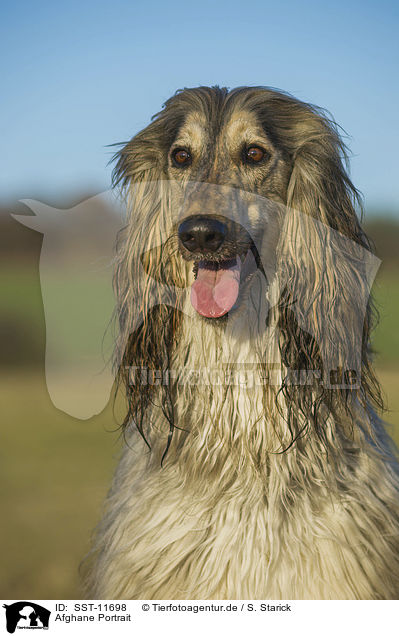 Afghane Portrait / SST-11698
