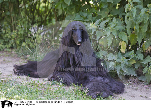 liegender Afghane / HBO-01185