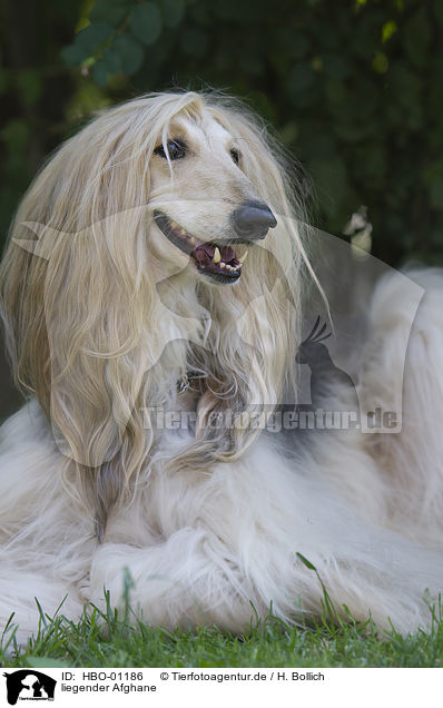 liegender Afghane / lying Afghan / HBO-01186