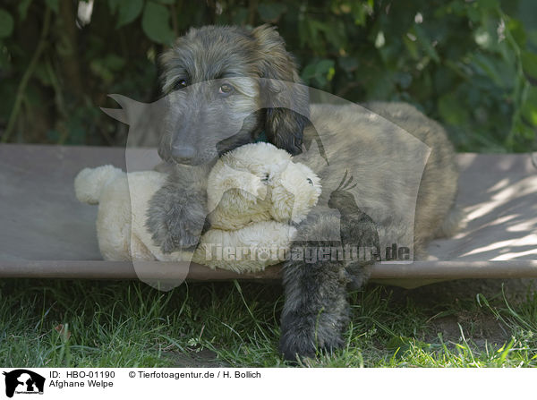 Afghane Welpe / Afghan Puppy / HBO-01190