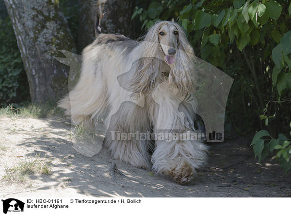 laufender Afghane / HBO-01191