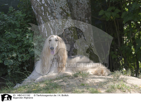 liegender Afghane / HBO-01192