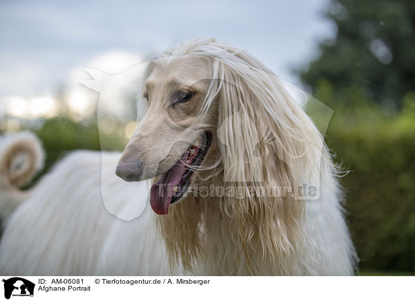 Afghane Portrait / AM-06081
