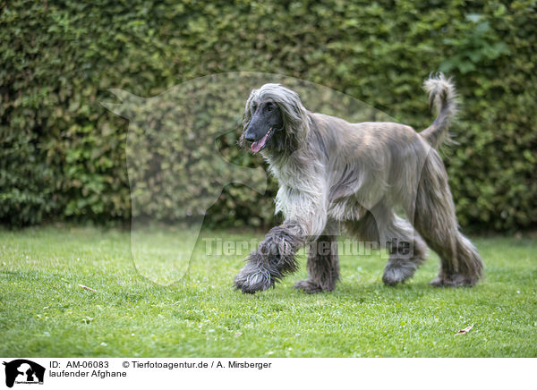 laufender Afghane / AM-06083