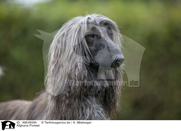 Afghane Portrait / AM-06084