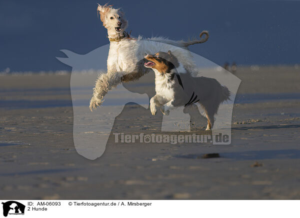 2 Hunde / 2 dogs / AM-06093