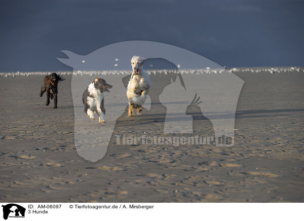 3 Hunde / AM-06097