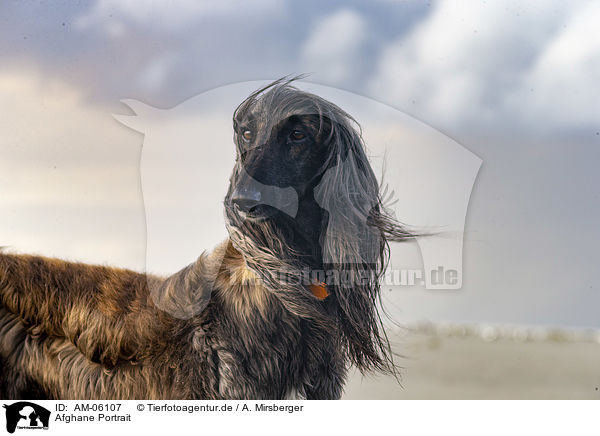 Afghane Portrait / Afghan Portrait / AM-06107