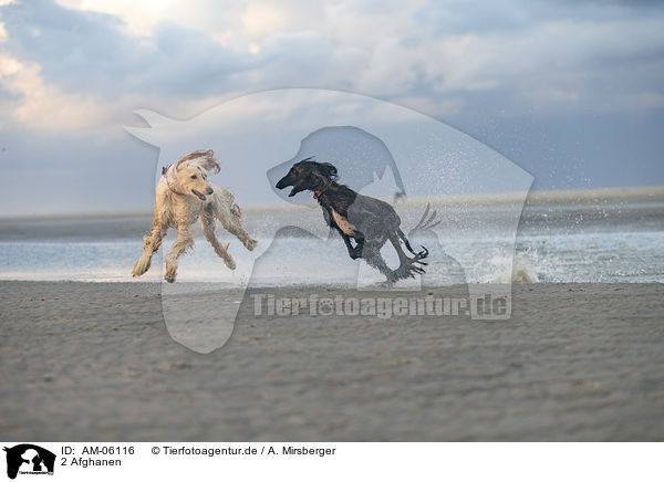 2 Afghanen / AM-06116