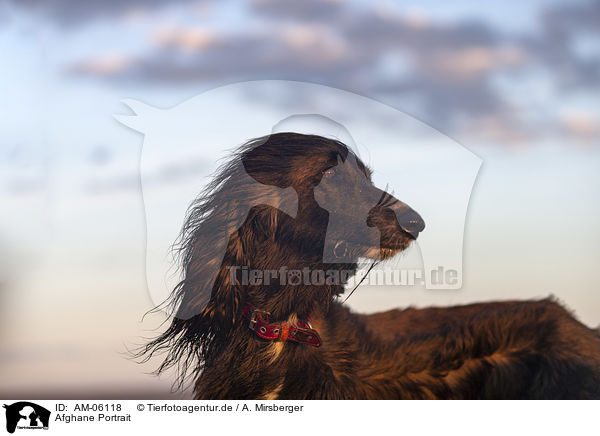 Afghane Portrait / AM-06118