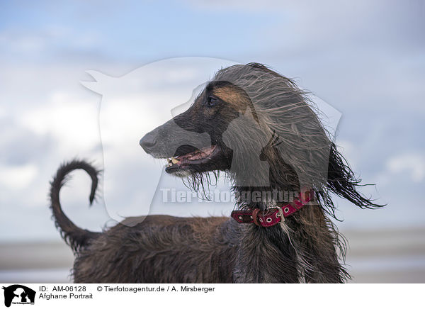 Afghane Portrait / AM-06128