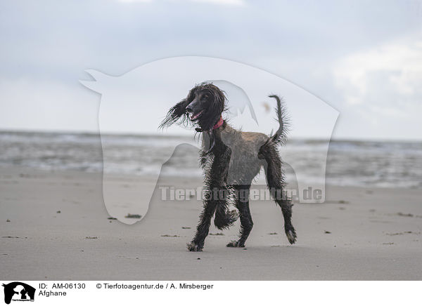 Afghane / AM-06130