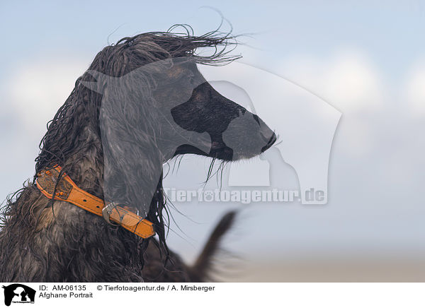 Afghane Portrait / AM-06135