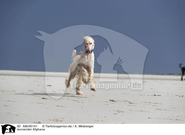rennender Afghane / AM-06141