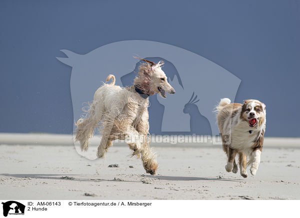 2 Hunde / AM-06143