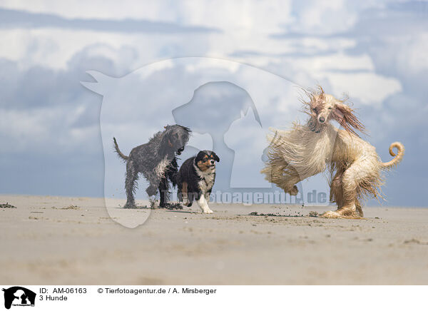 3 Hunde / AM-06163