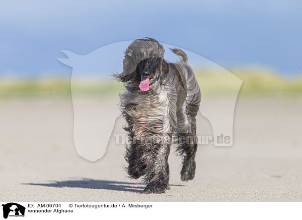 rennender Afghane / AM-06704